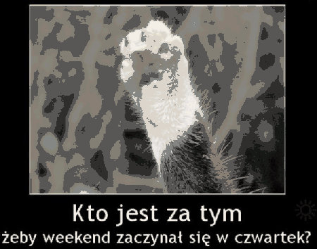 Kot głosuję aby czwartek był uznany za weekend